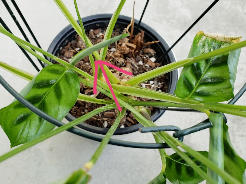 f:id:calathea:20200505211428j:plain f:id:calathea:20200505211428j:plain