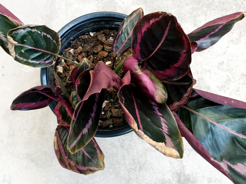 f:id:calathea:20200505211501j:plain