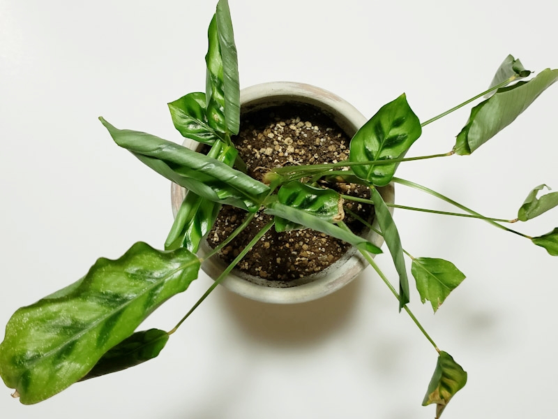 f:id:calathea:20200522212741j:plain
