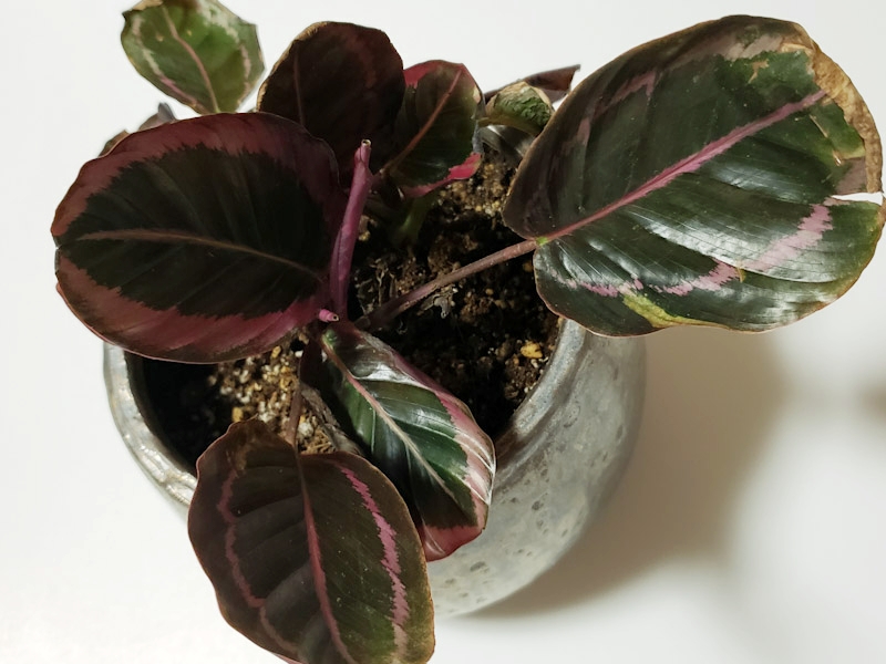 f:id:calathea:20200522214313j:plain