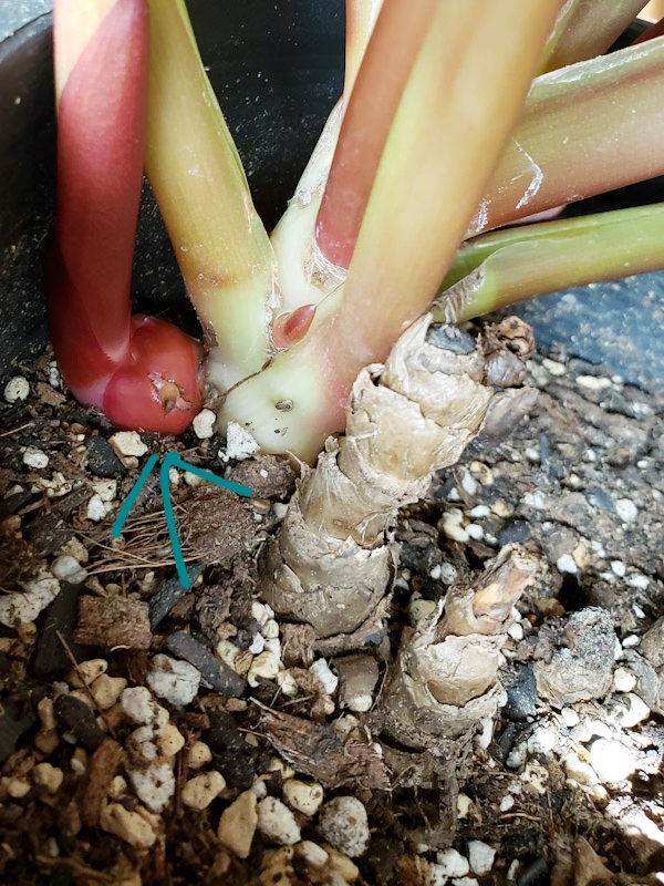f:id:calathea:20201231194417j:plain