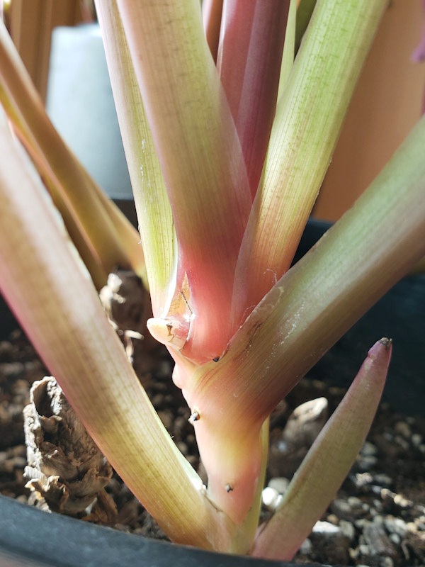 f:id:calathea:20201231194430j:plain