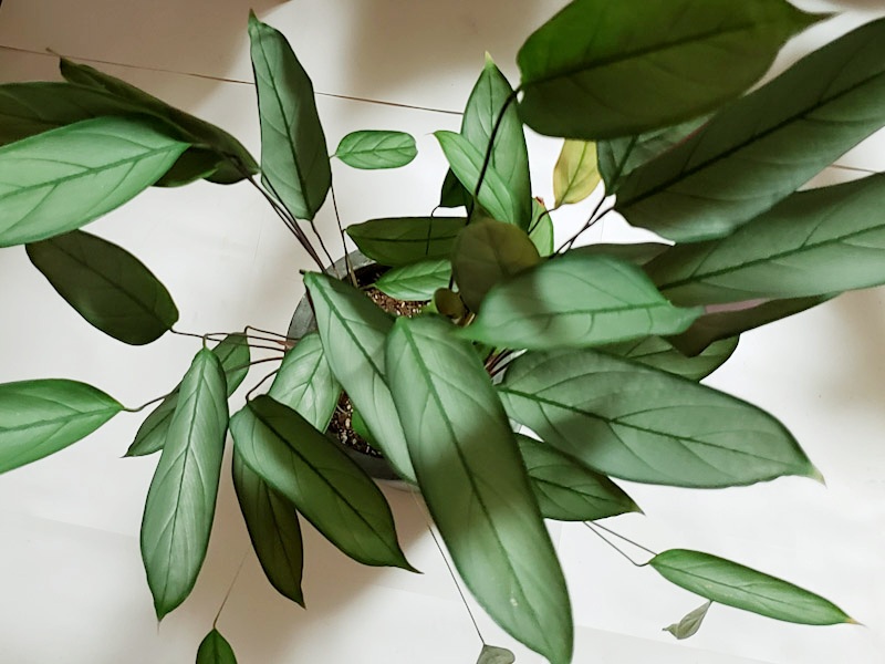 f:id:calathea:20210914211046j:plain