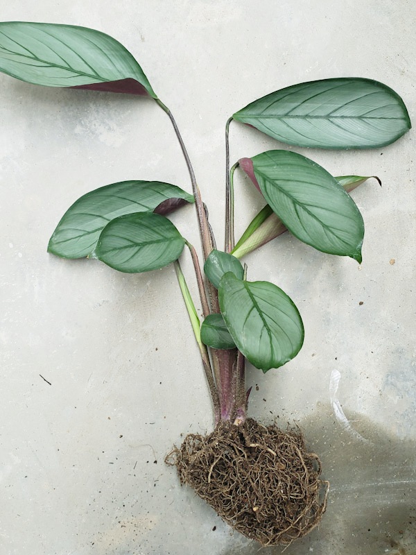 f:id:calathea:20211030210844j:plain