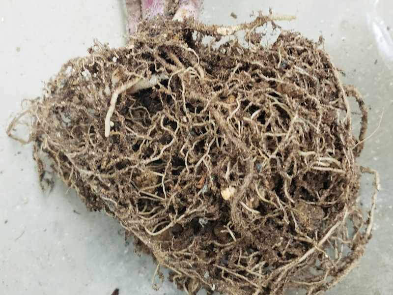 f:id:calathea:20211030210855j:plain