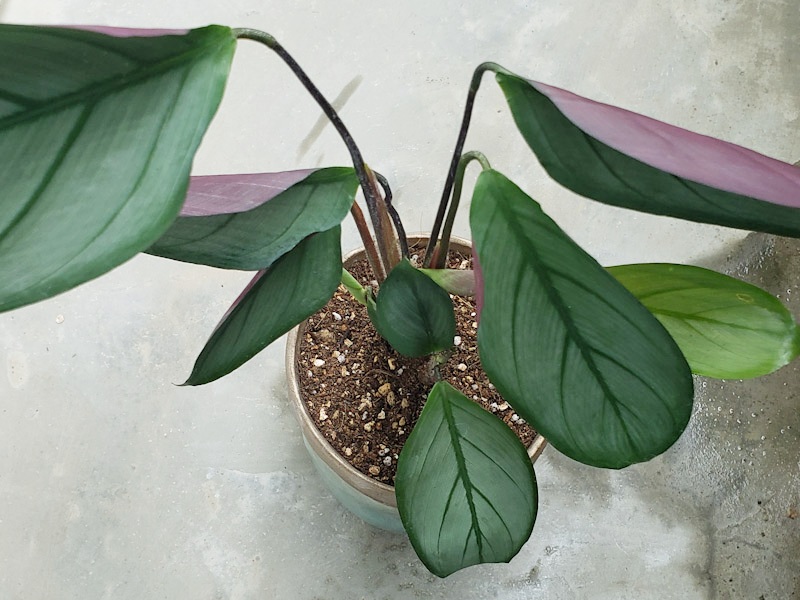f:id:calathea:20211030210910j:plain