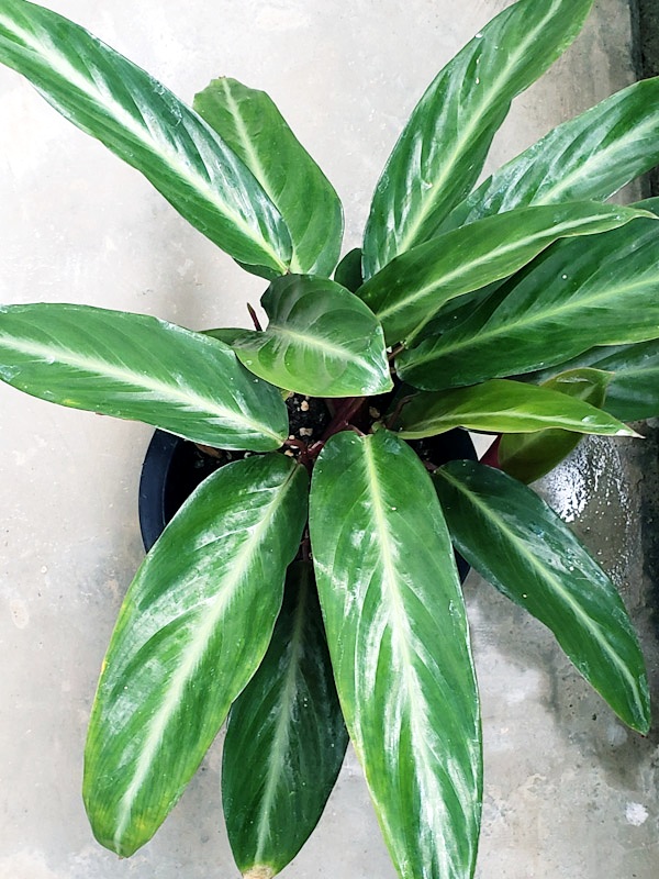 f:id:calathea:20211030210921j:plain