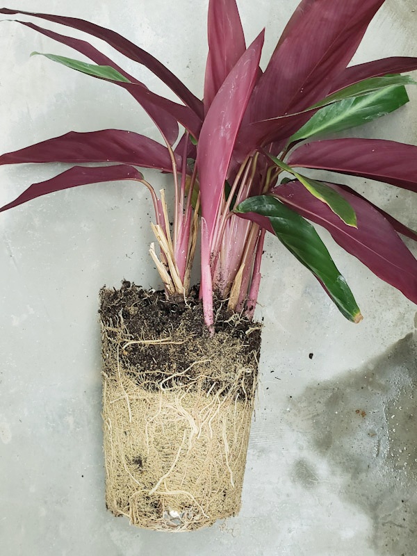 f:id:calathea:20211030210931j:plain