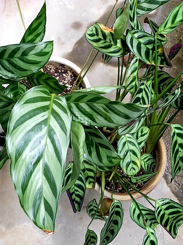 f:id:calathea:20211030210956j:plain