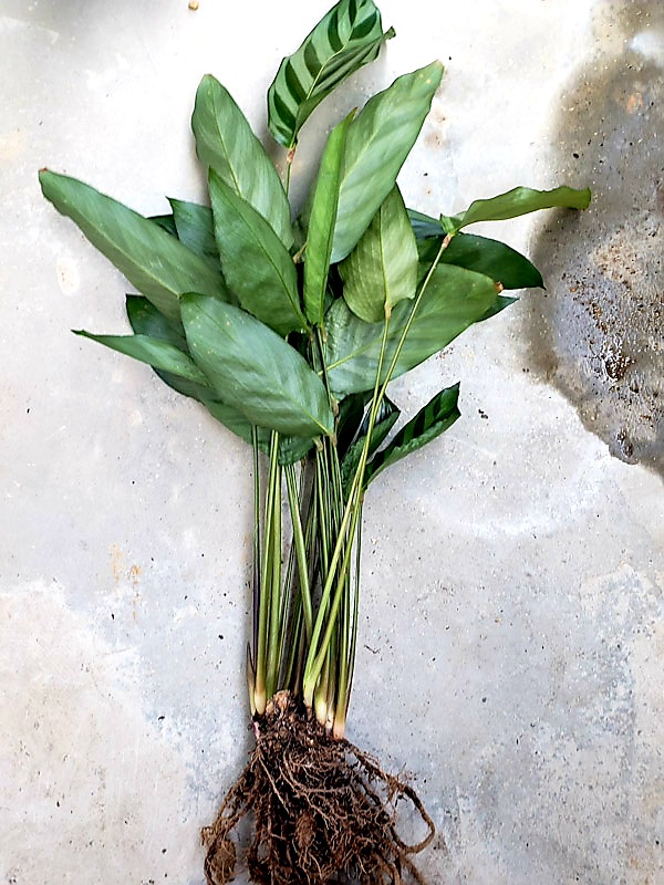 f:id:calathea:20211030211005j:plain