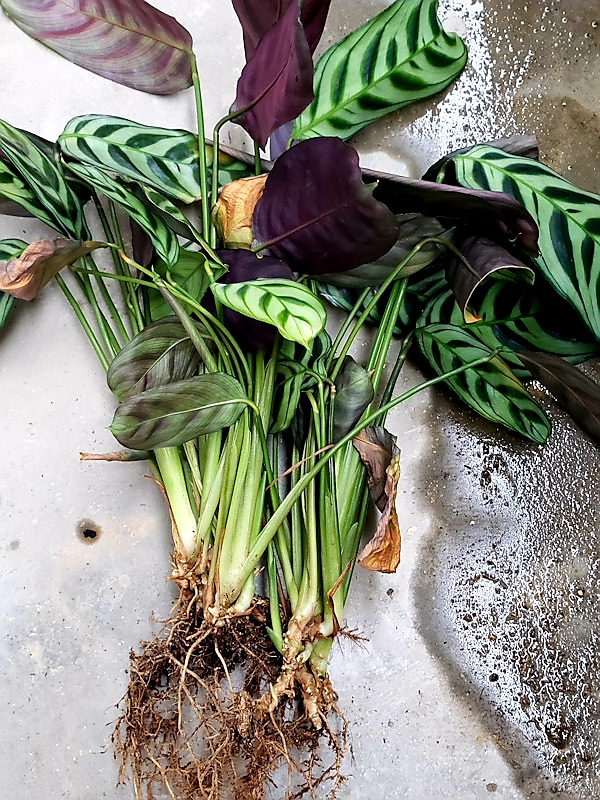 f:id:calathea:20211030211029j:plain