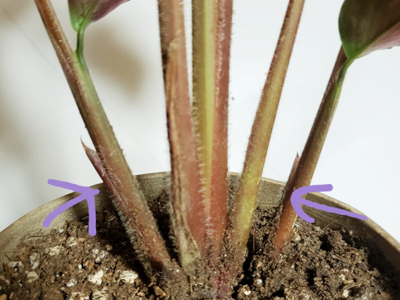 f:id:calathea:20211108220650j:plain