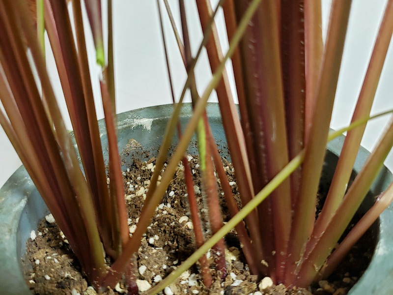 f:id:calathea:20211108220657j:plain