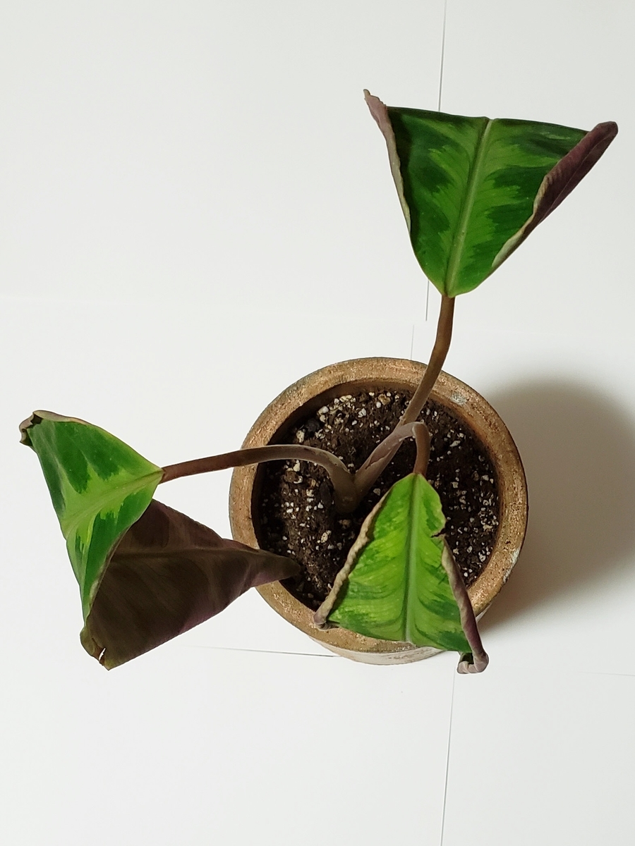 f:id:calathea:20220117224249j:plain