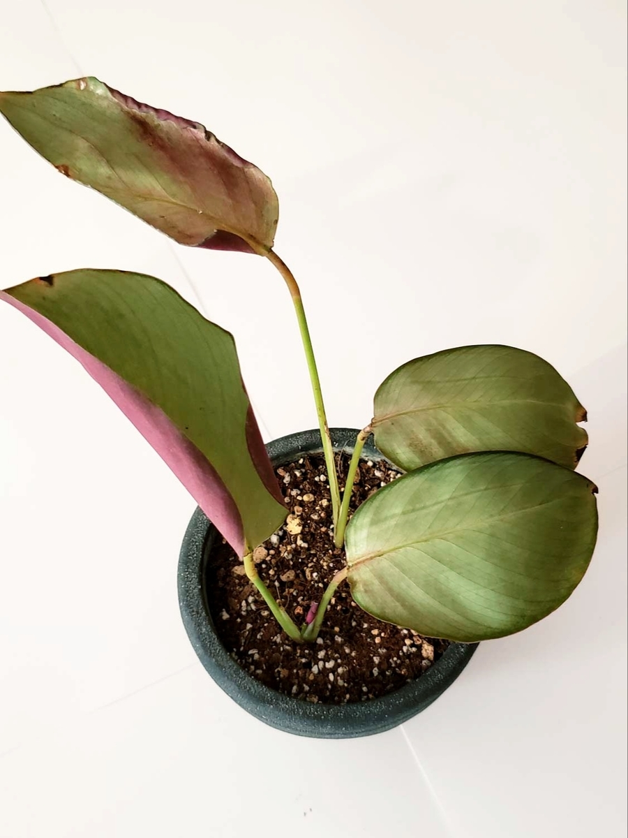 カラテア 観葉植物（観葉植物） | 花、ガーデニング のおすすめ