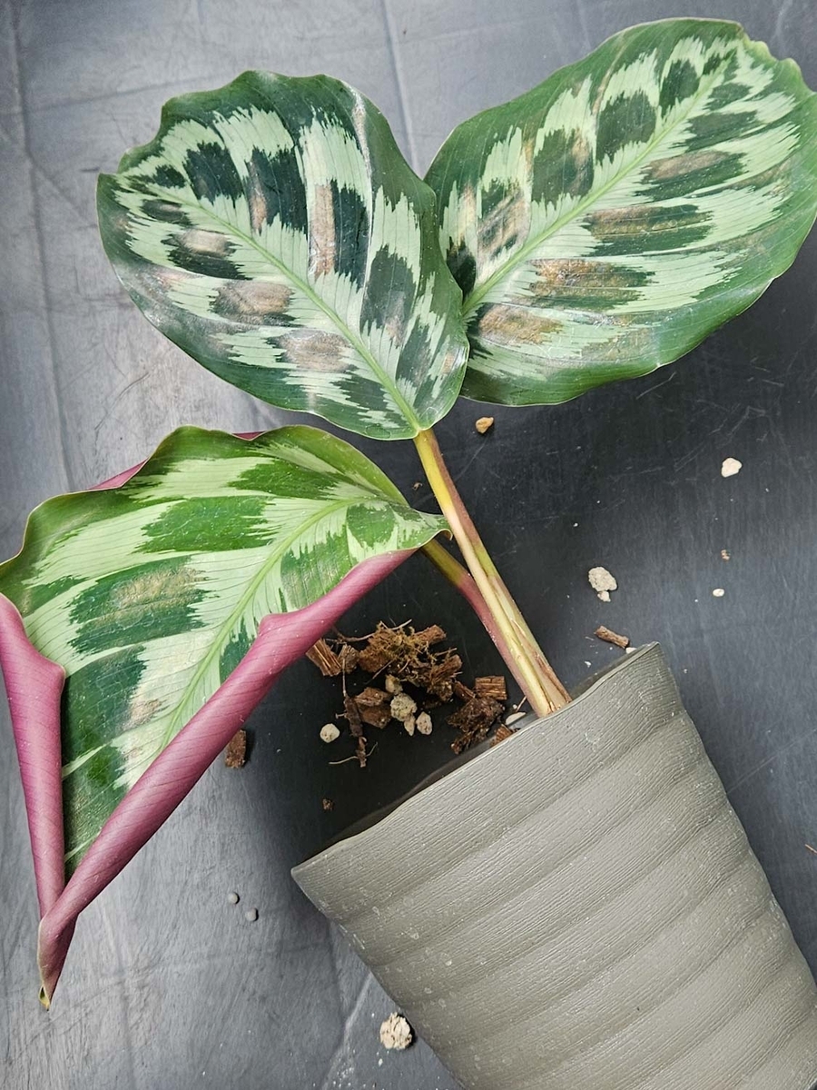 カラテア　色々 観葉植物】 カラテアの育て方｜植え替えや水やりの方法などご