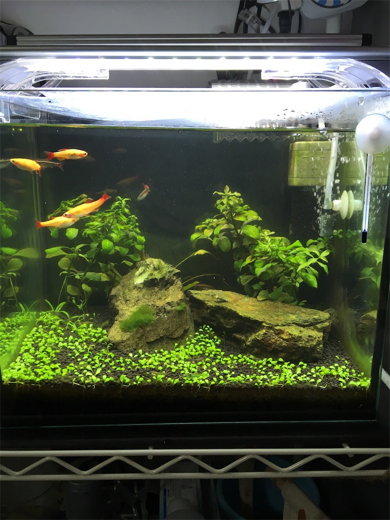 f:id:caldina1124:20160726195503j:image