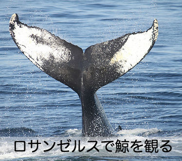 f:id:calibaby:20170515124945j:plain