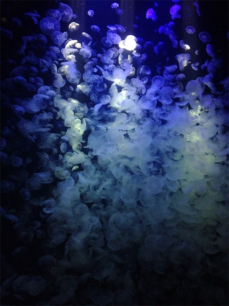 f:id:calico1978:20170116074945j:image