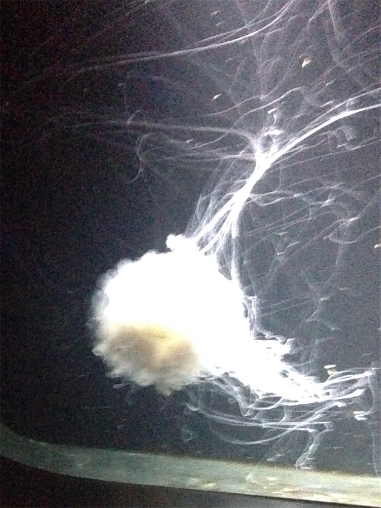 f:id:calico1978:20170116080438j:image