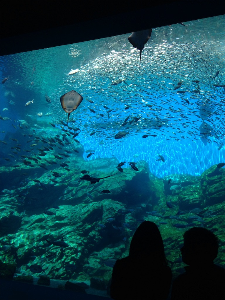 f:id:calico1978:20170121154712j:image f:id:calico1978:20170121154712j:image