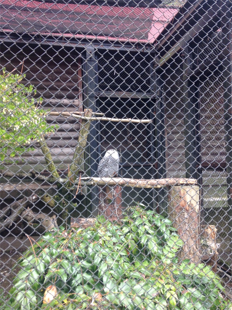 f:id:calico1978:20170127223501j:image