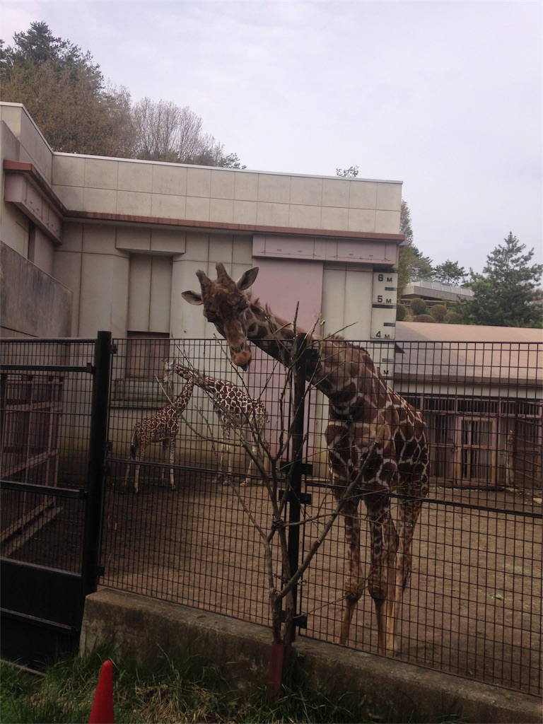 f:id:calico1978:20170127224727j:image