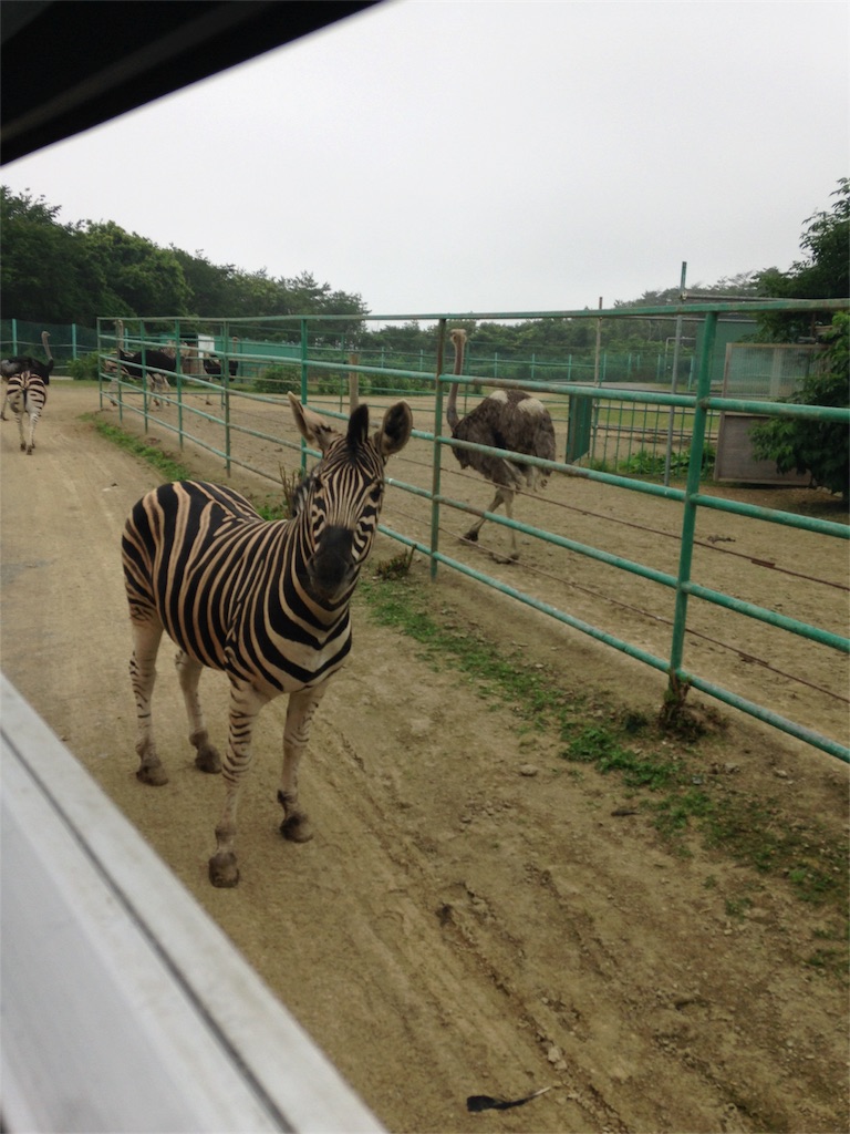 f:id:calico1978:20170206164054j:image