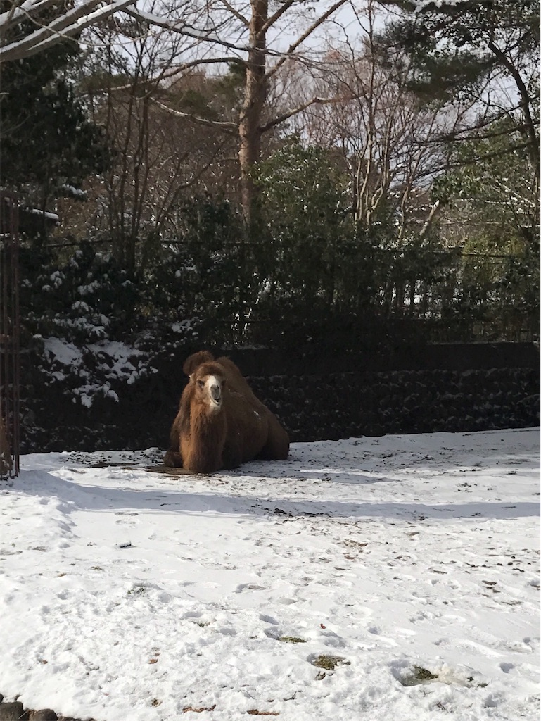 f:id:calico1978:20170424202607j:image f:id:calico1978:20170424202607j:image