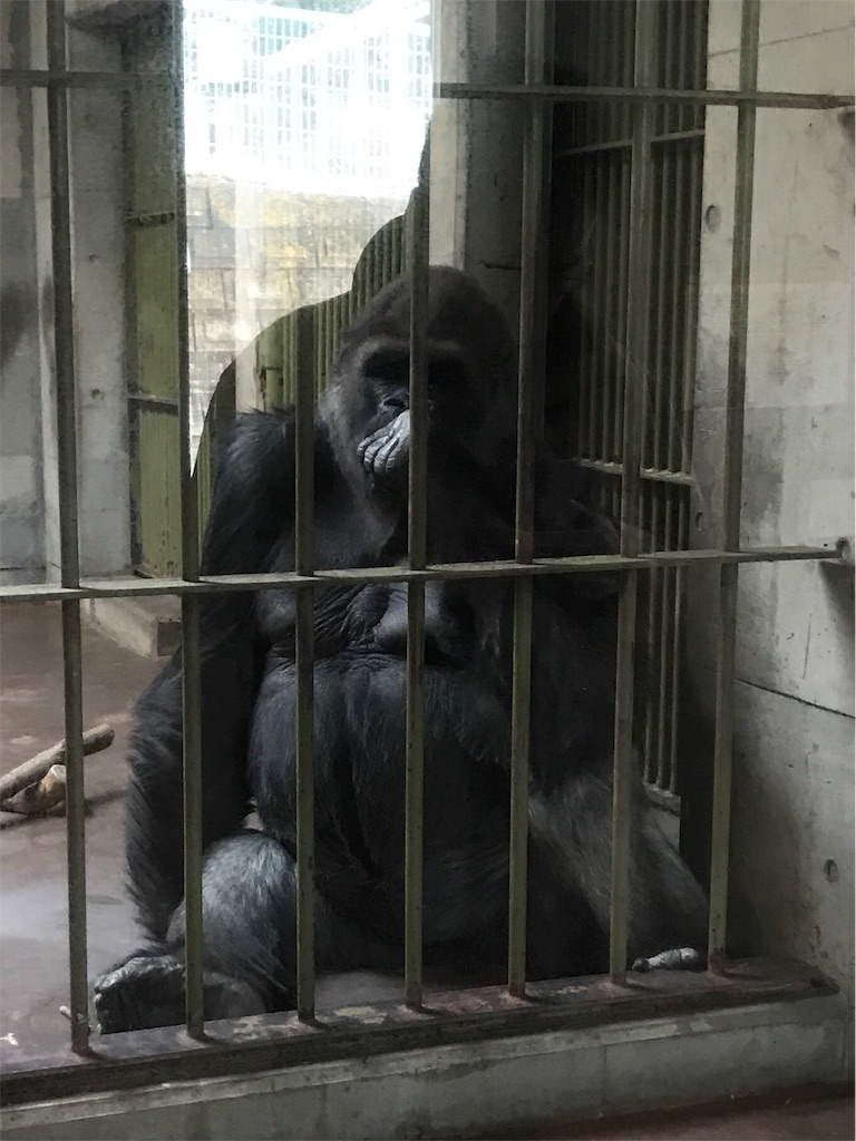 f:id:calico1978:20170424202813j:image f:id:calico1978:20170424202813j:image