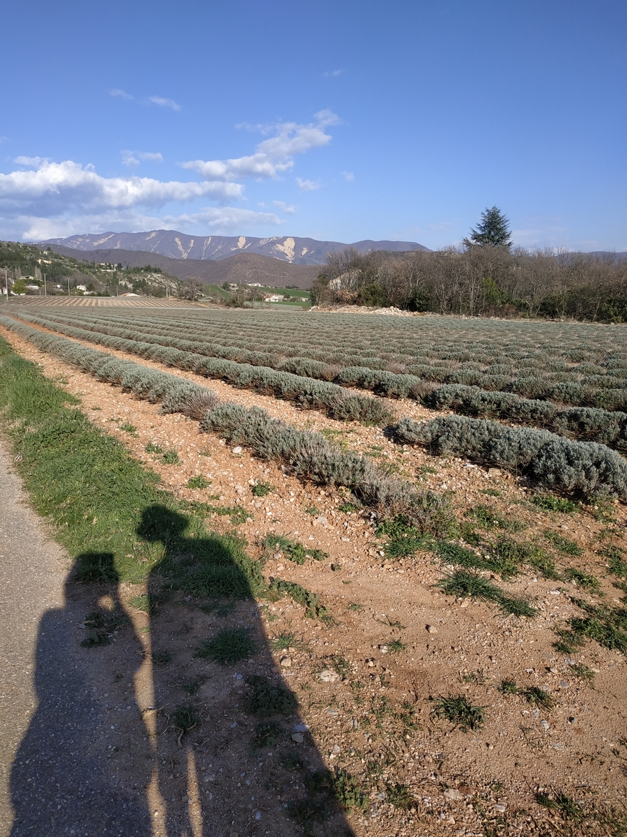 f:id:calisson:20200409045727j:plain