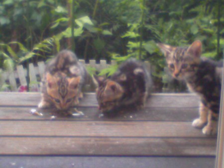 f:id:callithump:20090624165854j:image