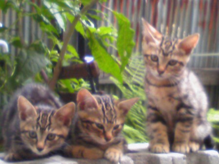 f:id:callithump:20090705060835j:image