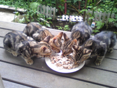 f:id:callithump:20090717140850j:image