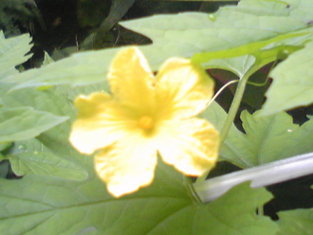 f:id:callithump:20090728090039j:image