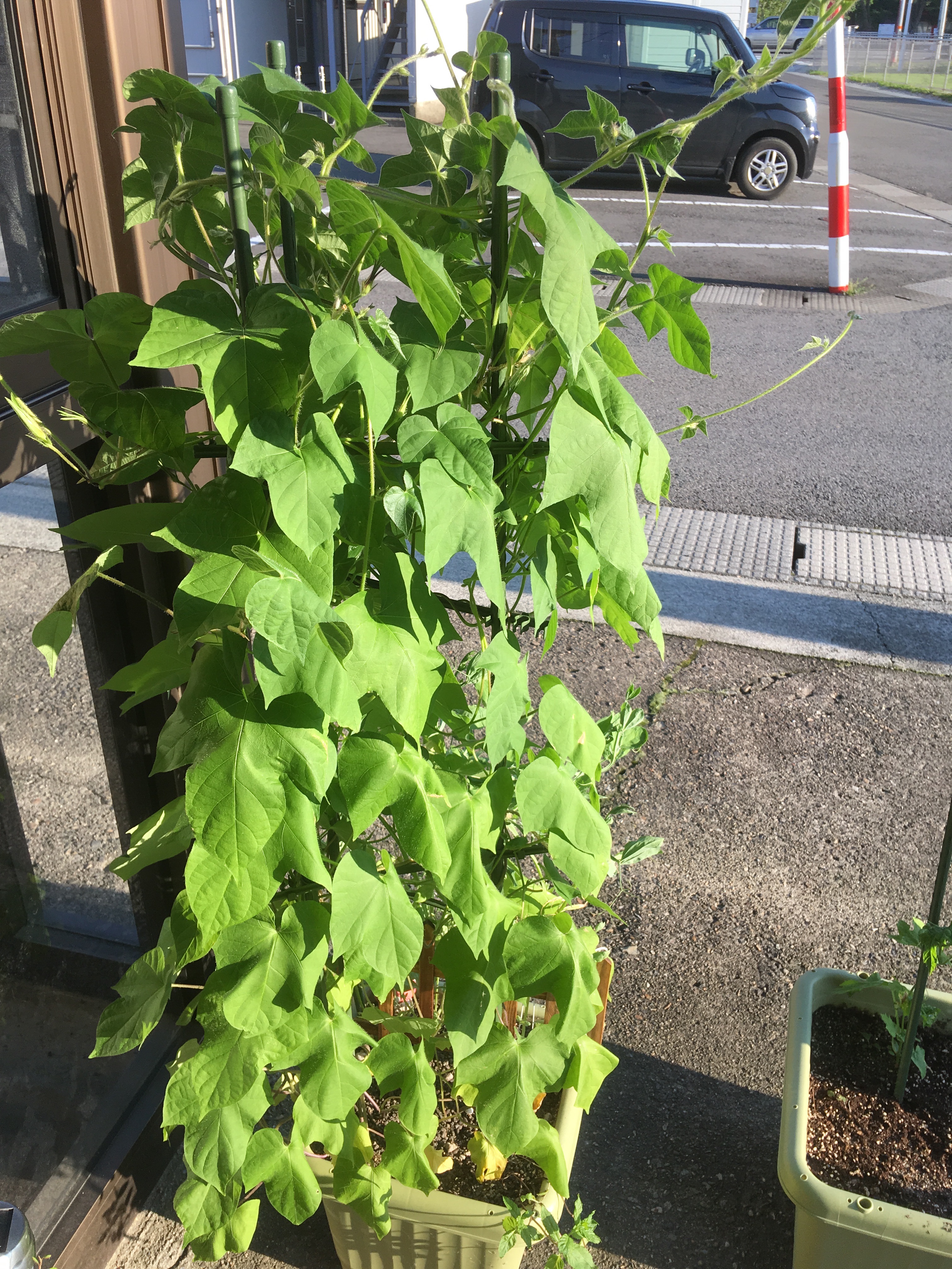 f:id:calmheart10814:20180727185710j:image f:id:calmheart10814:20180727185710j:image