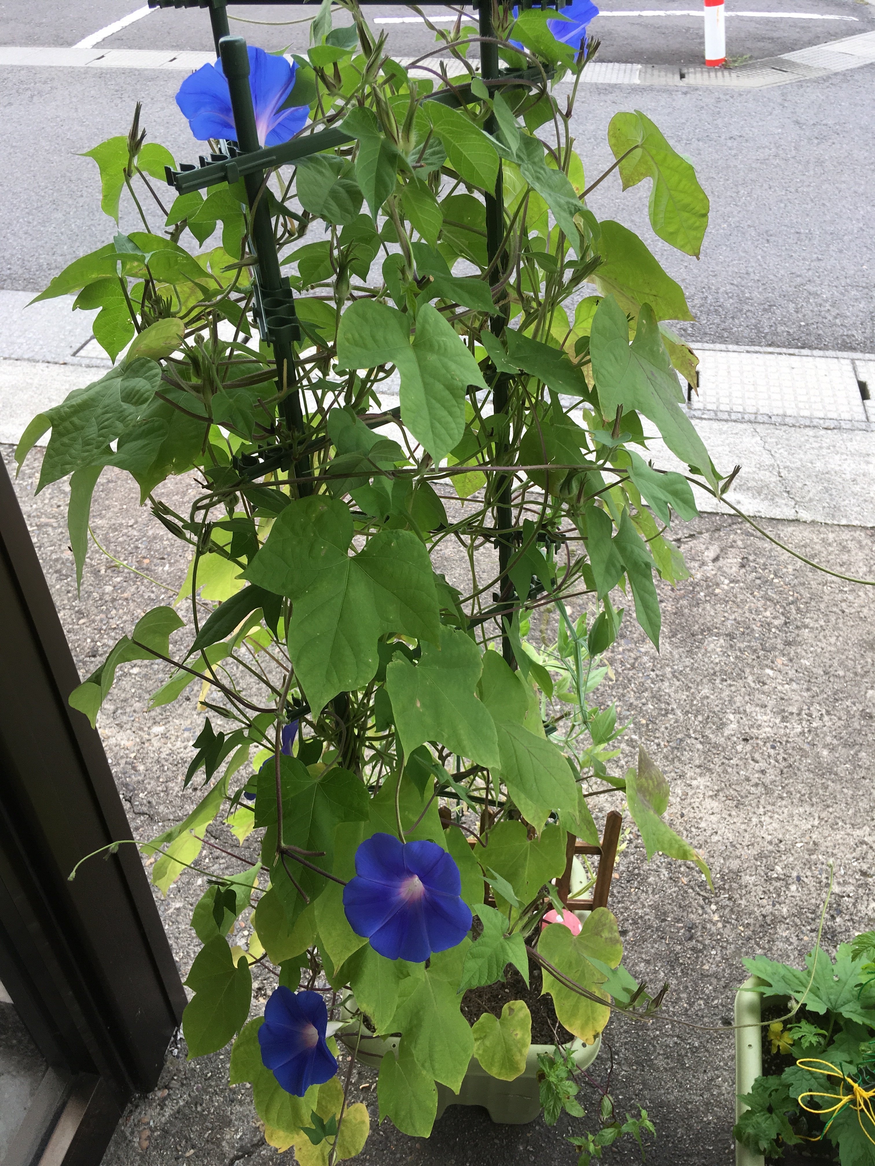 f:id:calmheart10814:20180813181914j:image f:id:calmheart10814:20180813181914j:image