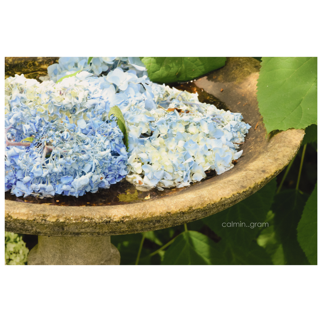 水盤の上の青い紫陽花
