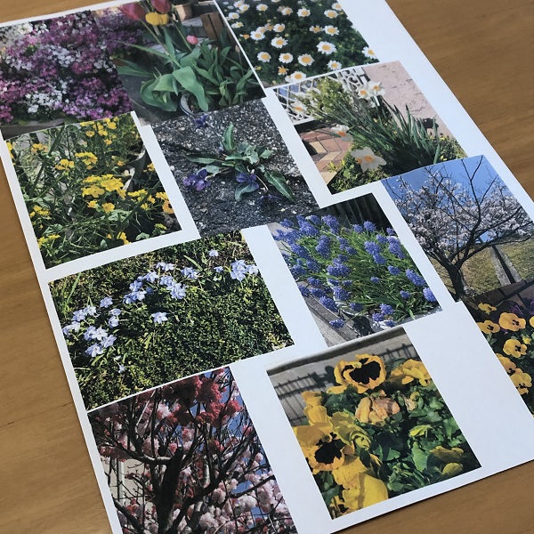 子供と一緒に手作り図鑑 春の花 花の名前の調べ方や手軽な作り方 早生まれっ子のおうちで勉強対策