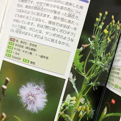 親子の植物図鑑におすすめしたいもの 早生まれっ子のおうちで勉強対策 親子の植物図鑑におすすめしたいもの 早生まれっ子のおうちで勉強対策