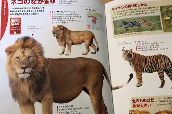 動物図鑑の比較 小学館NEO、学研LIVE、講談社MOVE、角川GETどれを買う