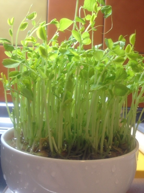 f:id:calmtime:20120301123917j:image:w360