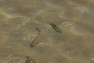 f:id:calorina:20100403100813j:image