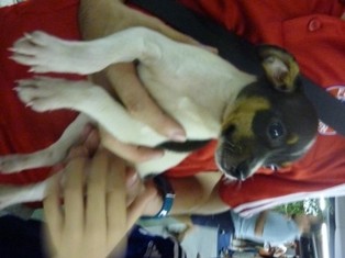 f:id:calorina:20101012165234j:image