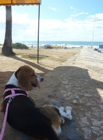 f:id:calorina:20110303085122j:image
