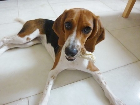 f:id:calorina:20110413134047j:image