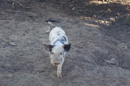 f:id:calorina:20110508064537j:image