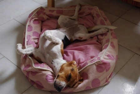 f:id:calorina:20110509125021j:image