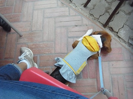 f:id:calorina:20110903165328j:image