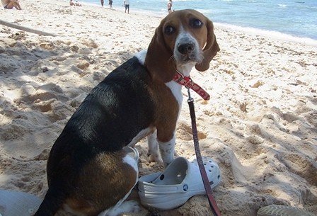 f:id:calorina:20110904112222j:image